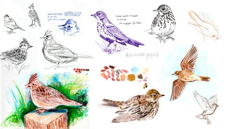 Sketches for new artwork at Devils Dyke showing local birds